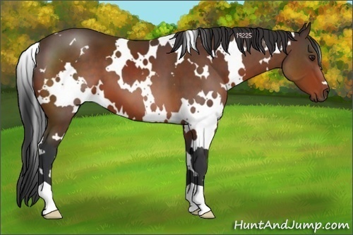 Horse Color:White Spotted Brown 