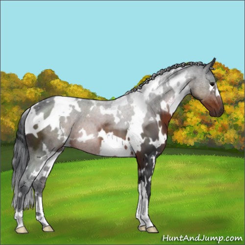 Horse Color:White Spotted Brown 