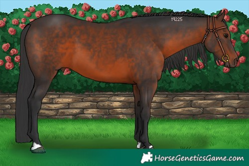 Horse Color:Brown 