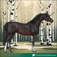 Horse Color:Brown Sabino Tobiano Rabicano