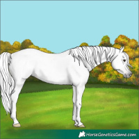 Horse Color:Gray Liver Chestnut