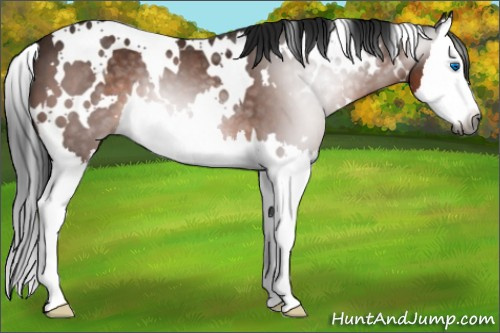 Horse Color:Gray White Spotted Buckskin Splash 