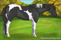 Horse Color:Black Tobiano 