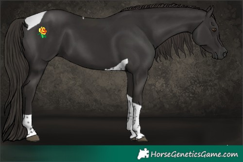 Horse Color:Liver Chestnut Tobiano 