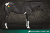 Horse Color:Liver Chestnut Tobiano 