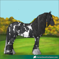 Horse Color:White Spotted Black