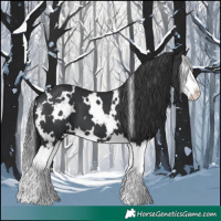 Horse Color:White Spotted Black Splash 