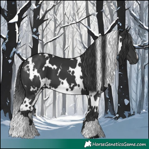 Horse Color:White Spotted Black
