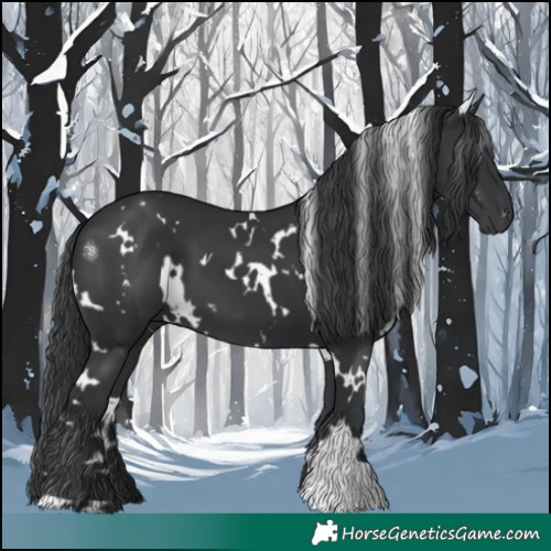 Horse Color:White Spotted Black