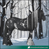 Horse Color:White Spotted Black 