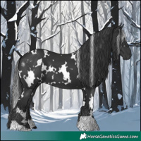 Horse Color:White Spotted Black