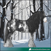 Horse Color:White Spotted Black