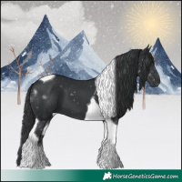 Horse Color:Black Tobiano 