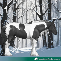 Horse Color:Black Tobiano 