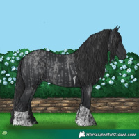 Horse Color:Blue Roan  and Black Tobiano 