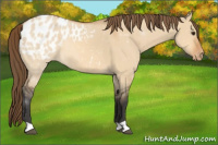 Horse Color:Bay Dun Appaloosa