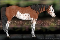 Horse Color:Bay Sabino Rabicano  and Bay Sabino Splash Rabicano 