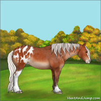 Horse Color:Silver Bay Sabino Appaloosa 