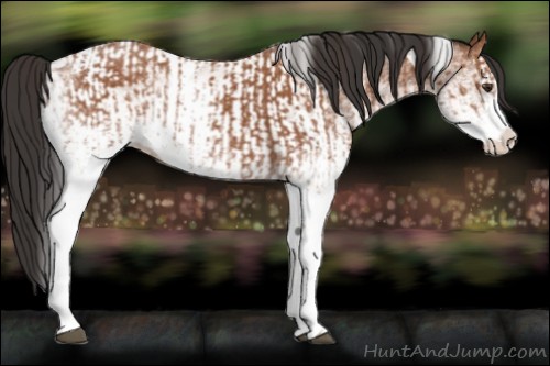 Horse Color:White Spotted Bay Splash  and White Spotted Bay Splash Tobiano 