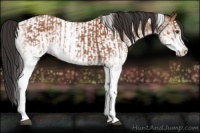 Horse Color:White Spotted Bay Splash  and White Spotted Bay Splash Tobiano 