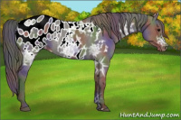 Horse Color:Nacre Grullo Ice Appaloosa