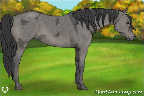 Horse Color:Grullo Ice 