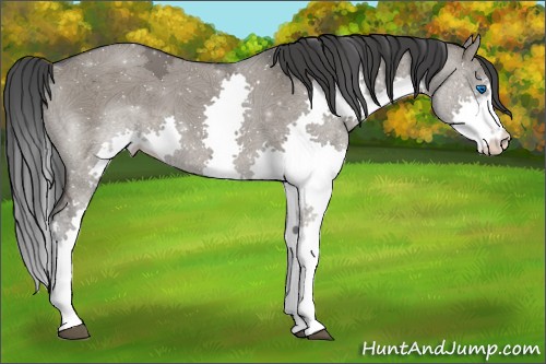 Horse Color:Grullo Ice Splash 