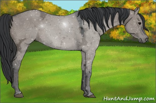 Horse Color:Grullo Ice 