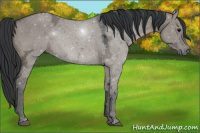 Horse Color:Grullo Ice 