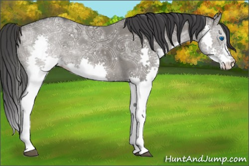 Horse Color:Grullo Ice Splash