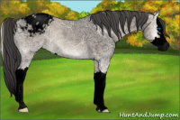 Horse Color:Void Grullo Ice Onyx Sabino Splash Appaloosa