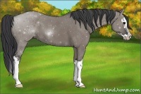Horse Color:Grullo Splash 