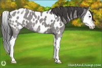 Horse Color:Grullo Roan Splash Appaloosa 