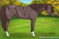 Horse Color:Chocolate Black Ice