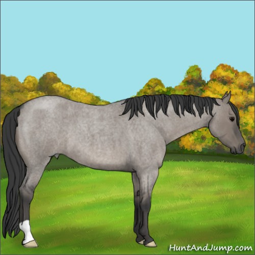 Horse Color:Grullo Roan 