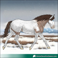 Horse Color:Classic Champagne Ice Splash Appaloosa 