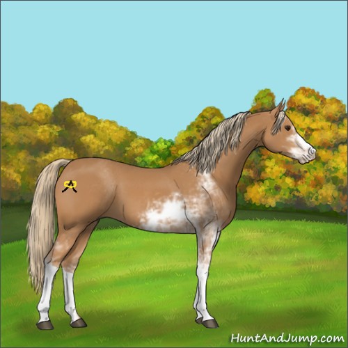 Horse Color:Chestnut Sabino 