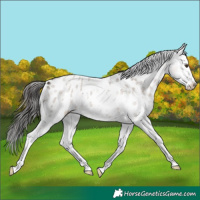 Horse Color:Liver Red Dun Roan Sabino Splash Near Leopard 