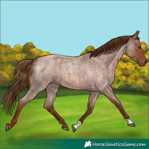 Horse Color:Red Roan