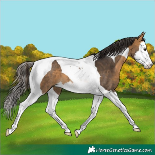 Horse Color:Buckskin Splash Tobiano 