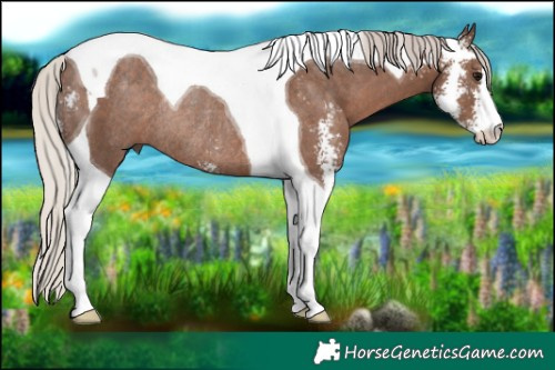 Horse Color:Silver Black Sabino Tobiano Rabicano