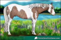 Horse Color:Silver Black Sabino Tobiano Rabicano 