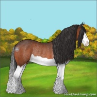 Horse Color:Brown Splash Rabicano 