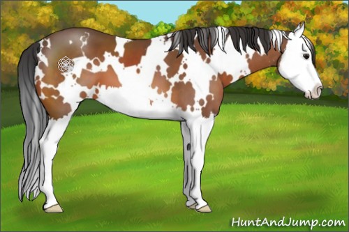 Horse Color:White Spotted Bay Splash 