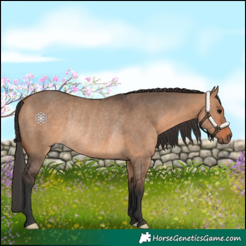 Horse Color:Bay Dun Rabicano 