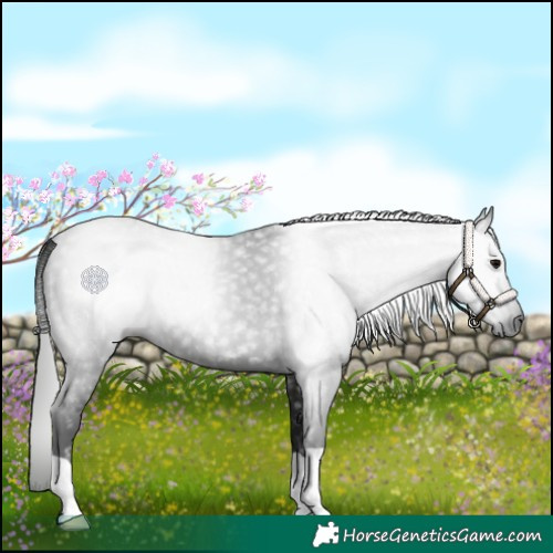 Horse Color:Gray Black 