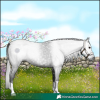 Horse Color:Gray Black