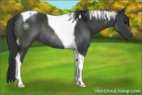 Horse Color:Black Tobiano Rabicano