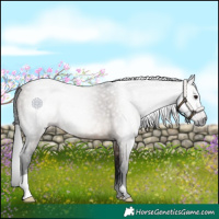 Horse Color:Gray Brown Dun Rabicano 