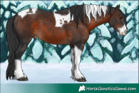 Horse Color:Brown Sabino Tobiano